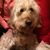 Polly Reichle's profile image
