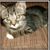 Bev Puehler Cluckey's profile image