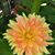 Raul Rosaldo Canell's profile image