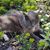 Mary Reyer Wells's profile image