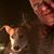 Max Joseph Wolf's profile image