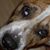 Doug De Ryke's profile image