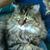 Dianne Wright Smith's profile image