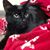 Sandy Faria's profile image