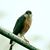 Robbie Lieske's profile image