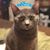 Heather Sharp Shutt's profile image