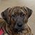 Lynette Mertz's profile image