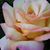 June Roberts's profile image
