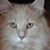 Kelly Wildridge Whyte's profile image
