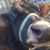 Jonathan Dupuis's profile image