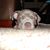 David A Prendergast's profile image