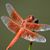Liz Gazdecki's profile image