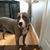 Diana Drahos's profile image