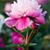 Andrea Fields's profile image
