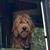 Lindy Hankel's profile image