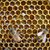 Lori Ringland's profile image