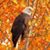 Bonnie Johnson's profile image