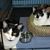 Carolyn Avalos's profile image