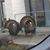 Lisa Lothridge's profile image