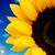 Tammy Shafer's profile image
