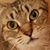 Tracy Mueller's profile image