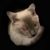 Vicki Vaughn's profile image