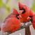 Anita Harris's profile image