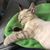 Deanne Stookey's profile image