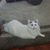 Robin Glick's profile image