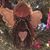 Beth Lynn Braulick Smith's profile image
