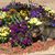 Micki Allen-Smithee's profile image