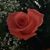 Lisa Maxfield's profile image