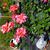 Amy Hornberger's profile image