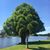 Julie LaBonte Peterson's profile image