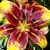Holly Shirley Roehrich's profile image