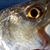 Barry Bayham's profile image