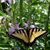 Deborah Dannenberg's profile image
