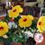 Dottie Tobia's profile image