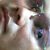 Nuwakote Kanchha's profile image