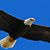 Linda Lewis's profile image