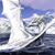 Evalynne Hoppe's profile image