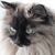 Tori Bastress's profile image