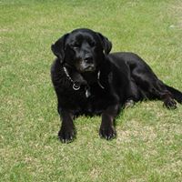 Richard Pawlak's profile image