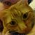 Tucker Gaazhigenz's profile image