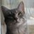 Lacee M. Moore's profile image