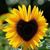 Dianna Lanham Rose's profile image