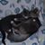 Edie Lara Greges's profile image