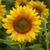 Jo Goodsell Thornton's profile image