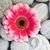 Moon Flower's profile image