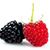 Asma Chaudhry's profile image